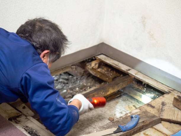 Best Attic Mold Removal  in Manchester, GA