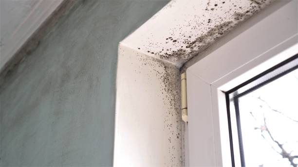 Manchester, GA Mold Removal Company
