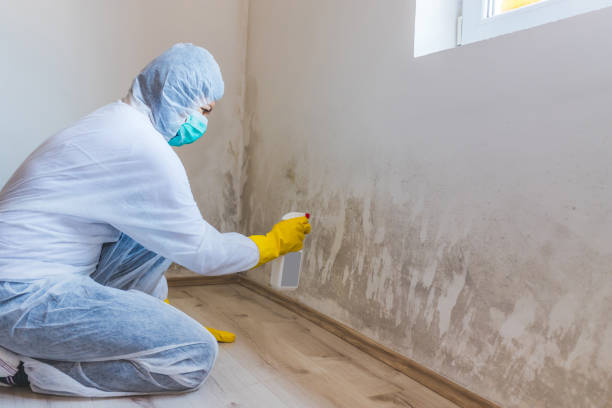 Best Certified Mold Removal  in Manchester, GA