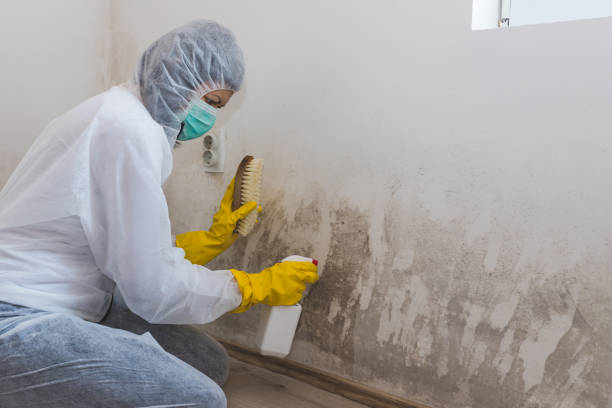 Best Home Mold Removal  in Manchester, GA