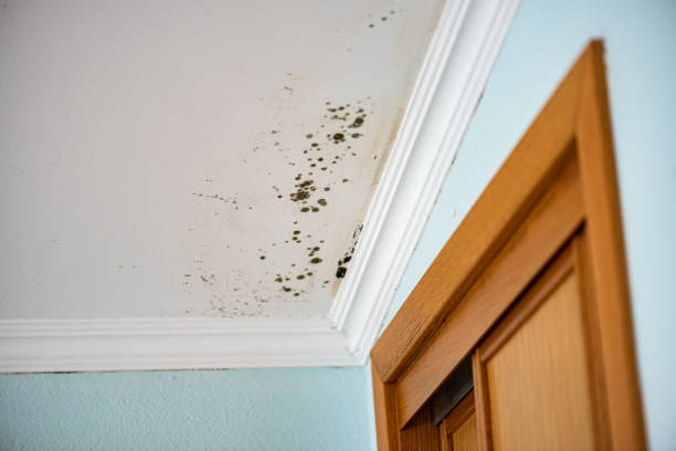 Best Mold Testing  in Manchester, GA