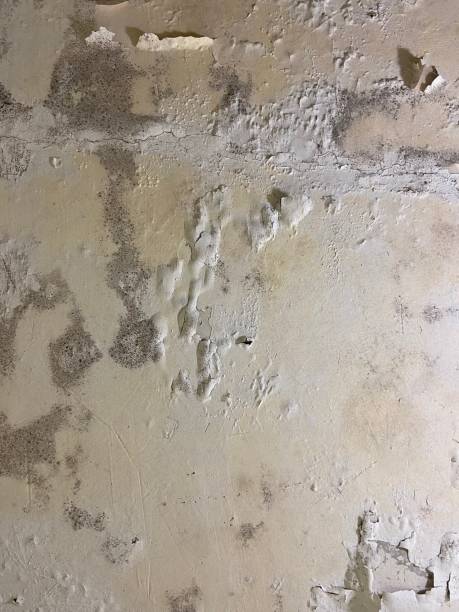 Best Residential Mold Removal  in Manchester, GA