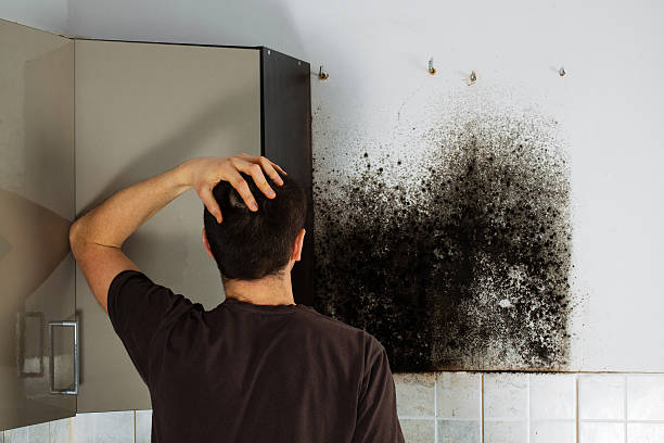 Mold Removal and Inspection in Manchester, GA