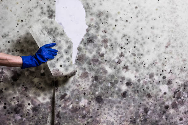 Best Office Mold Removal Services  in Manchester, GA